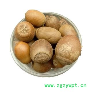 橡子栗茧橡子橡实栎树果橡果橡栗  橡子图4