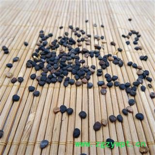 曼陀罗子 醉葡萄、天茄子、胡茄子、狗核桃、风茄果、伏茄子图2