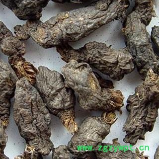 圣草康园天葵子  紫背天葵子 千年老鼠屎图3