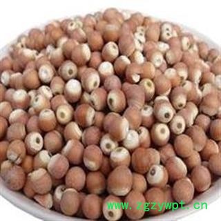 芡实 芡实0.9 产地 广东省图2