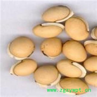 白扁豆 云南进口白扁豆选货 产地 云南省图2