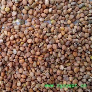 精品莱菔子选货净货 质量好 价格低 产地直销  产地 山东省图2