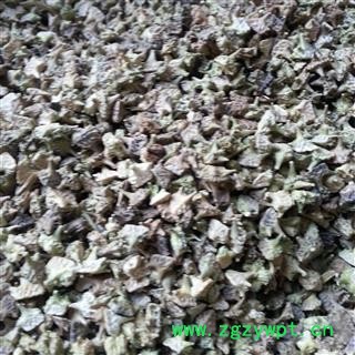 圣草康园 蒺藜白蒺藜 全绿图2