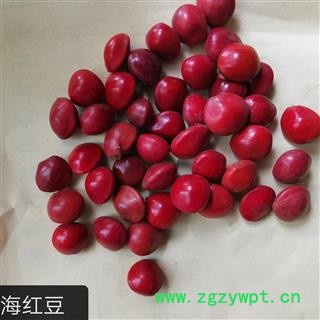 圣草康园相思子海红豆 鸳鸯豆 美人豆 相思豆 可做工艺品图2