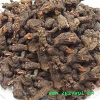 圣草康园天葵子 紫背天葵根 天葵草 千年老鼠屎常年供应药店诊所有资质开税票图2