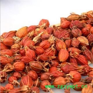 栀子 正品选装江西红栀子小个 产地 江西省图2