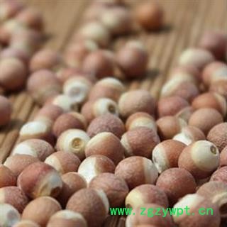 精品芡实个子选货 大颗粒 质量好 价格低  产地直销 产地 广东省图2