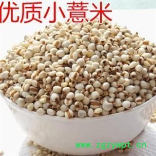 薏苡仁 国产小薏苡仁98米 质量好 价格低  产地 贵州省图2