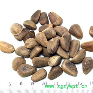 九盛堂中药材 海松子 药用松子图4
