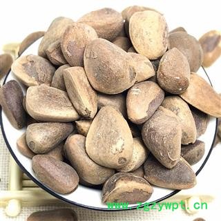 九盛堂中药材 海松子 药用松子图2