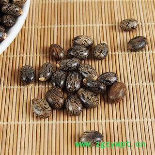 中药材 大麻子蓖麻子蓖麻籽种子蓖麻仁图2