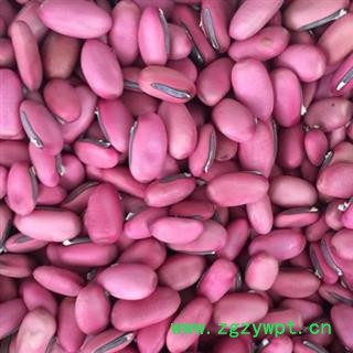 圣草康园刀豆 红刀豆 另有白刀豆 黑刀豆新货颜色好量大从优图2