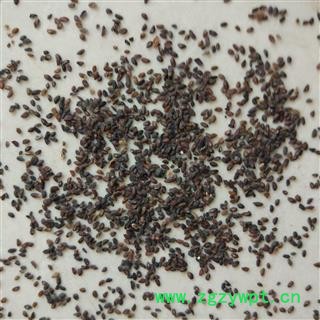 车前子 车前子统货 产地 江西省图2