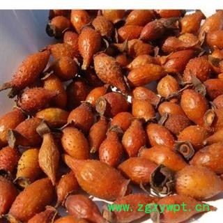 圣草康园金樱子 刺榆子 刺梨子 金罂子 山石榴 山鸡头子 糖罐图2