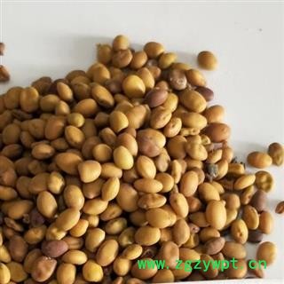 圣草康园苦豆子 产地内蒙图2