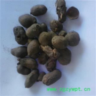 圣草康园 中药材 海南蒲桃种子 蒲桃 绿化种子 乌墨种子图3
