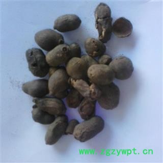圣草康园 中药材 海南蒲桃种子 蒲桃 绿化种子 乌墨种子图2