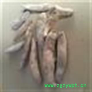 圣草康园野芭蕉芭蕉根 芭蕉头 芭蕉 巴且 天苴 绿天 扇仙图2