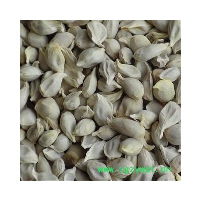 橘核 精品橘核选货 产地 四川省