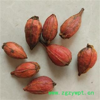 栀子 山栀子选货 质量好价格低  产地 广西壮族自治区图2