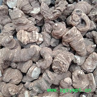 重楼个子 云南重楼个子中选正品保证质量7天无理由退货退款 中药材批发 丽丽药业图3