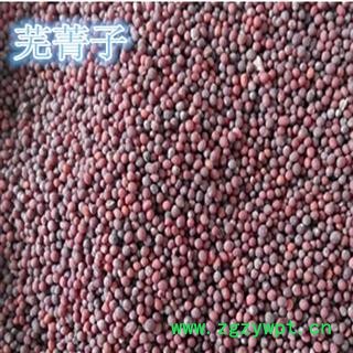 圣草康园芜菁子 芜菁子无杂图2