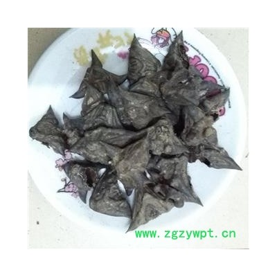 圣草康园菱角 四角小棱角 小菱角 菱角 龙角