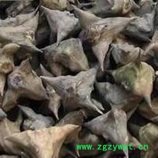 圣草康园菱角 四角小棱角 小菱角 菱角 龙角图2