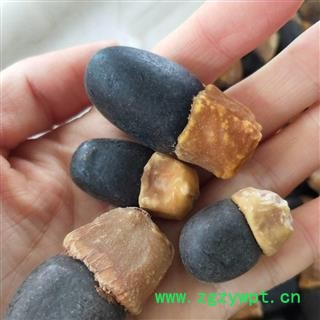 中药材缅伽 缅茄菩提子 阴阳果 马牙果图2