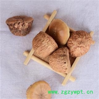 风流果 厚鳞柯 壮阳果 补肾果 益肾子 马牯 捻碇果 辗垫栗 厚鳞石栎 木栎子 大头椎图2