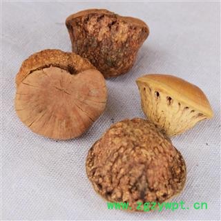风流果 厚鳞柯 壮阳果 补肾果 益肾子 马牯 捻碇果 辗垫栗 厚鳞石栎 木栎子 大头椎图4