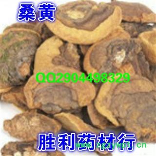 圣草康园  中药材  桑黄图2