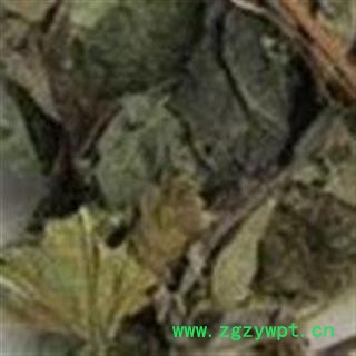 圣草康园 楮桃叶 楮树叶 楮叶 构树叶图2