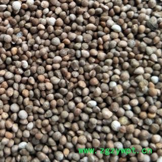 苏子 紫苏子净货 产地 山东省图2