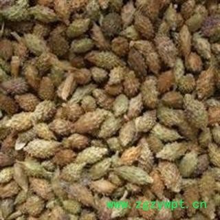 苍耳子 去刺苍耳子 选货 去刺 含量高 干度好 产地 内蒙古自治区图2