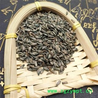 牛蒡子 大力子 炒牛蒡子 大粒子图2