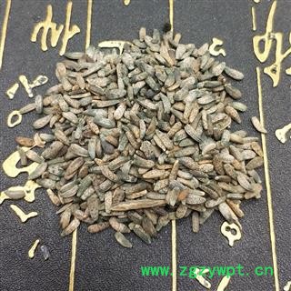 牛蒡子 大力子 炒牛蒡子 大粒子图3