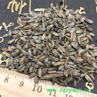 牛蒡子 大力子 炒牛蒡子 大粒子图4