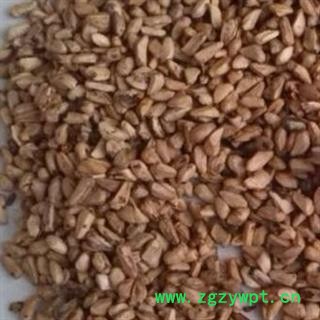 圣草康园中药材石榴子甜石榴子 石榴籽防口臭图2