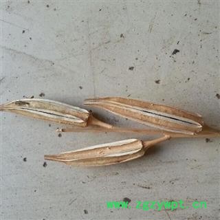 圣草康园 中药材 黄秋葵 秋葵果 羊角豆图2
