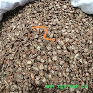 丹参 紫丹参选货 正品保证质量7天无理由退货退款 华安堂图4