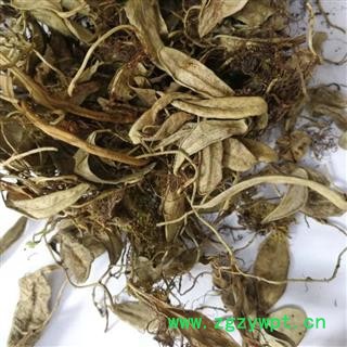 圣草康园产地直销越橘叶 熊果叶 新货 颜色好图2