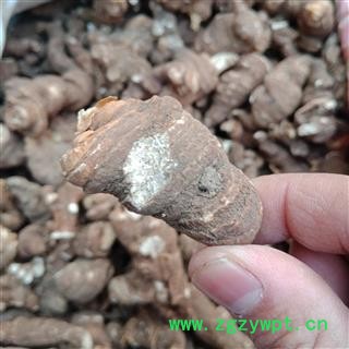 重楼个子 云南重楼个子统货正品保证质量7天无理由退货退款 中药材批发 丽丽药业图4