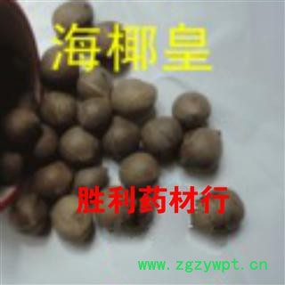 圣草康园海椰皇 海耶果 复椰子 非洲海椰皇图2