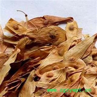圣草康园凤眼草 椿荚 樗荚 凤眼子 樗树凸凸 樗树子 臭椿子 春铃子图3