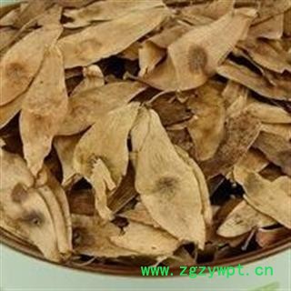 圣草康园凤眼草 椿荚 樗荚 凤眼子 樗树凸凸 樗树子 臭椿子 春铃子图2