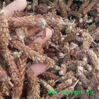 夏枯球 夏枯球统货 产地 河南省图2