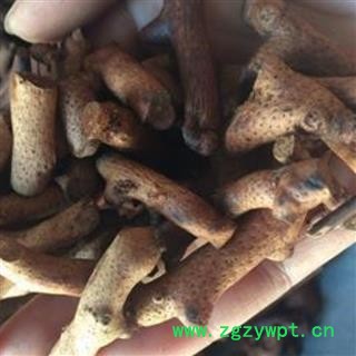 炒骨碎补 正品保证质量7天无理由退货退款 华安堂图2