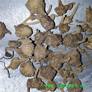 珠子参 扣子七 珠儿参 正品保证质量7天无理由退货退款 安品堂图2