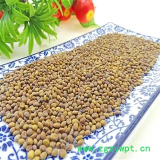 苦豆子 苦马豆 苦豆籽 羊尿泡 马皮泡图2